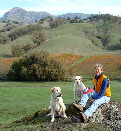 Marguerite with the pups, Mt. St. Helena in background